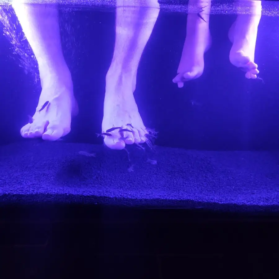 Fish pédicure pieds